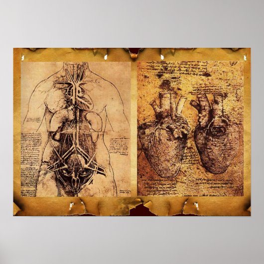 女性の胴ハートとその血管 ポスター (正面)