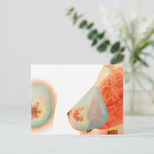 女性の胸の医学的イラストレーション ポストカード (スタンド正面)