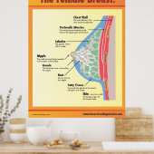 女性の胸 ポスター (キッチン)