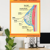 女性の胸 ポスター (ホームオフィス)