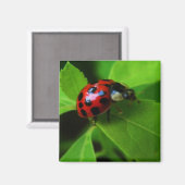 女性の虫 マグネット (正面/裏面)