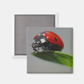 女性の虫 マグネット (正面/裏面)