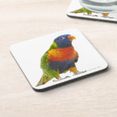 女性の虹Lorikeet - Trichoglossus コースター (左側)