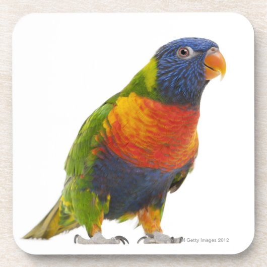 女性の虹Lorikeet - Trichoglossus コースター (正面)