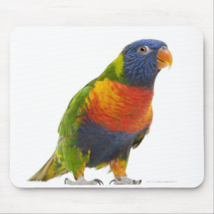 女性の虹Lorikeet - Trichoglossus マウスパッド