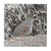 女性のGambelのウズラ タイル (正面)