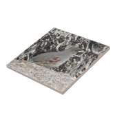 女性のGambelのウズラ タイル (側面)