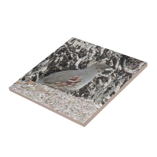 女性のGambelのウズラ タイル (側面)