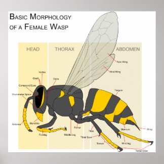 女性のWASP図の基本形態 ポスター