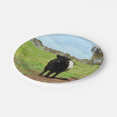 女性ガロウェイ牛の国，紙プレート ペーパープレート (アングル)