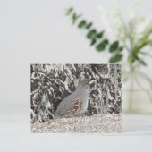 女性ガンベルズウワールポストカード ポストカード (スタンド正面)