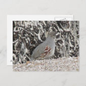 女性ガンベルズウワールポストカード ポストカード (正面/裏面)