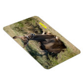 女性クドゥ マグネット (右側)