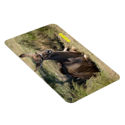 女性クドゥ マグネット (右側)