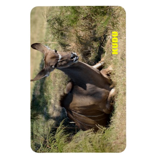 女性クドゥ マグネット (縦)