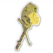 女性ジャクソンのカメレオン シール (正面)