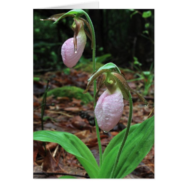 女性スリッパ (正面)