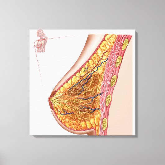 女性乳房の解剖学 キャンバスプリント (正面)