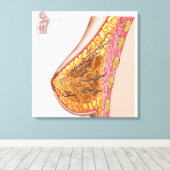 女性乳房の解剖学 キャンバスプリント (インサイチュ (ウッドフロア))