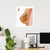 女性乳房の解剖学 ポスター (ホームオフィス)