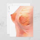 女性乳房解剖学の概念像1 ポストカード (正面/裏面)