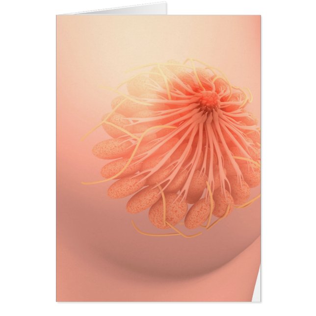 女性乳房解剖学の概念像3 (正面)