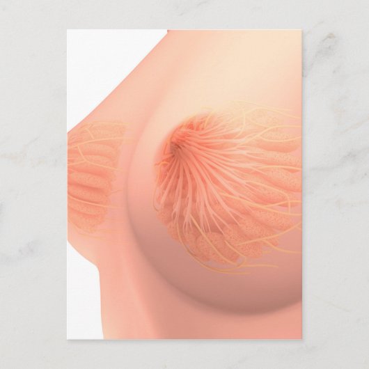 女性乳房解剖学の概念像4 ポストカード (正面)