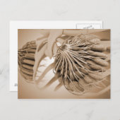 女性乳房解剖学の概念像5 ポストカード (正面/裏面)