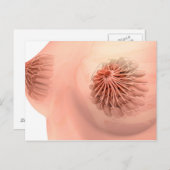 女性乳房解剖学の概念像6 ポストカード (正面/裏面)