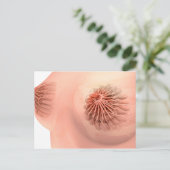 女性乳房解剖学の概念像6 ポストカード (スタンド正面)