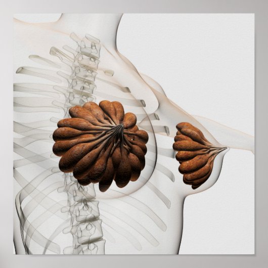 女性乳腺のクローズアップ ポスター (正面)