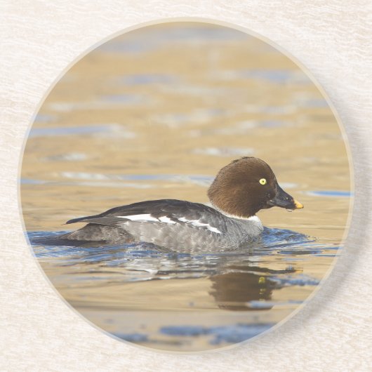 女性共通のゴールデンアイアヒル コースター (正面)