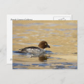 女性共通のゴールデンアイアヒル ポストカード (正面/裏面)