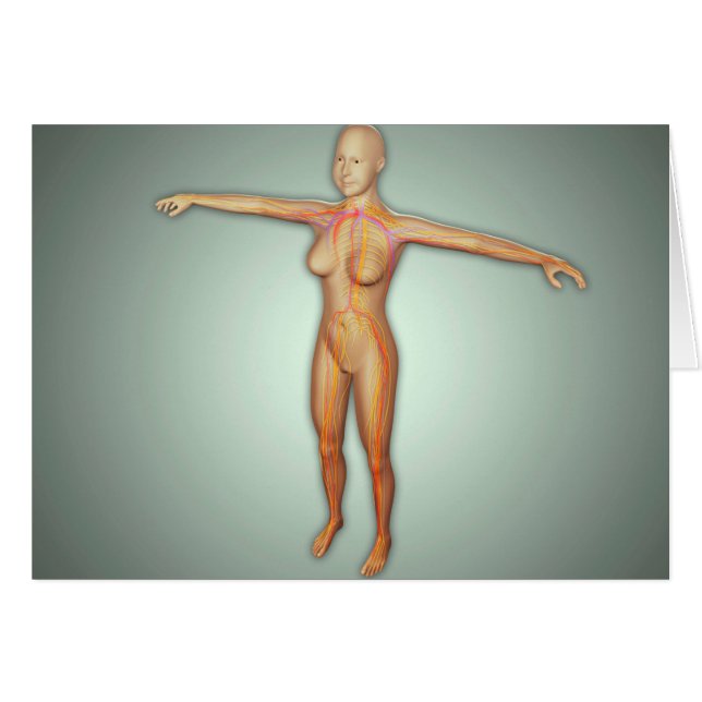 女性動脈・静脈・神経系 (正面横)