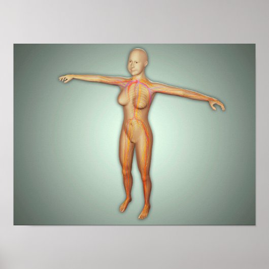 女性動脈・静脈・神経系 ポスター (正面)