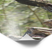 女性北部（鳥）ショウジョウコウカンチョウ写真プリント フォトプリント            (角)