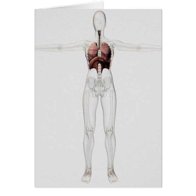 女性呼吸器系の3次元像 (正面)