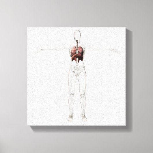 女性呼吸器系の3次元像 キャンバスプリント (正面)