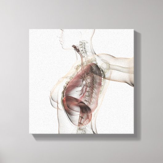 女性呼吸器系の3Dビュー2 キャンバスプリント (正面)