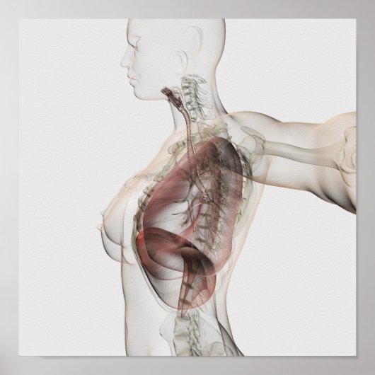 女性呼吸器系の3Dビュー2 ポスター (正面)