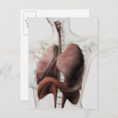 女性呼吸器系3Dビュー ポストカード (正面/裏面)