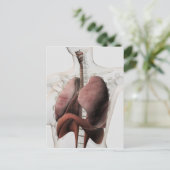 女性呼吸器系3Dビュー ポストカード (スタンド正面)