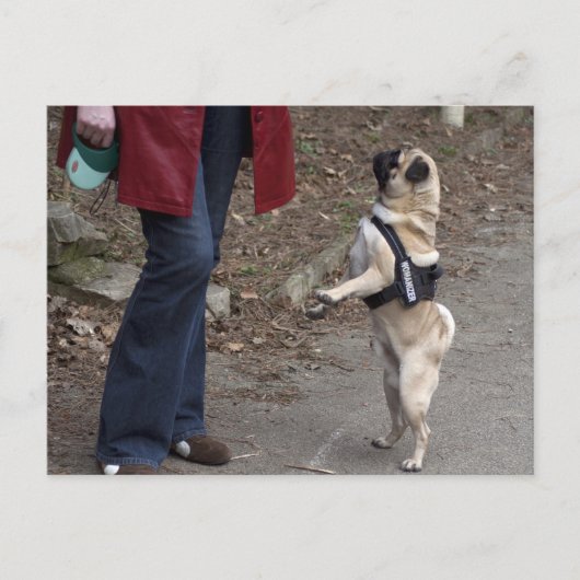 女性器 ポストカード (正面)