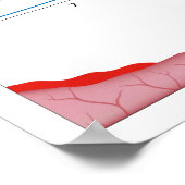女性月経周期ポスター ポスター (角)
