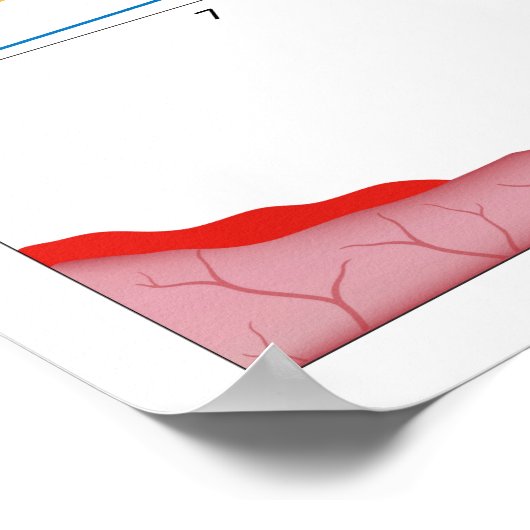 女性月経周期ポスター ポスター (角)