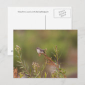 女性朱肉フライキャッチャー ポストカード (正面/裏面)