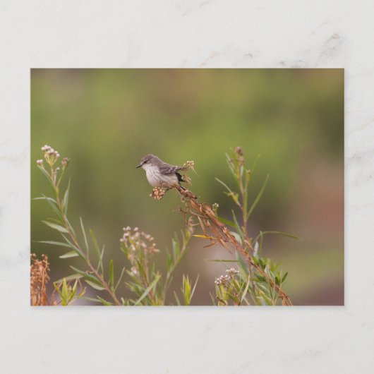 女性朱肉フライキャッチャー ポストカード (正面)