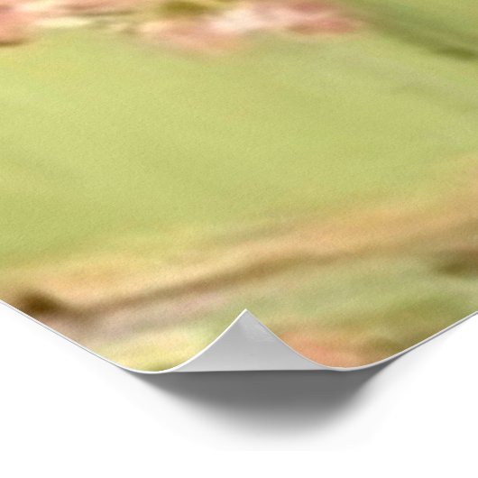 女性歩くさくらんぼの木々の下で晴れた日 ポスター (角)