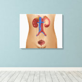 女性泌尿器系の解剖学 キャンバスプリント (インサイチュ (ウッドフロア))