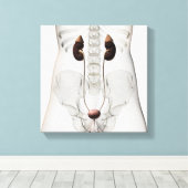 女性泌尿器系の3次元的見解 キャンバスプリント (インサイチュ (ウッドフロア))